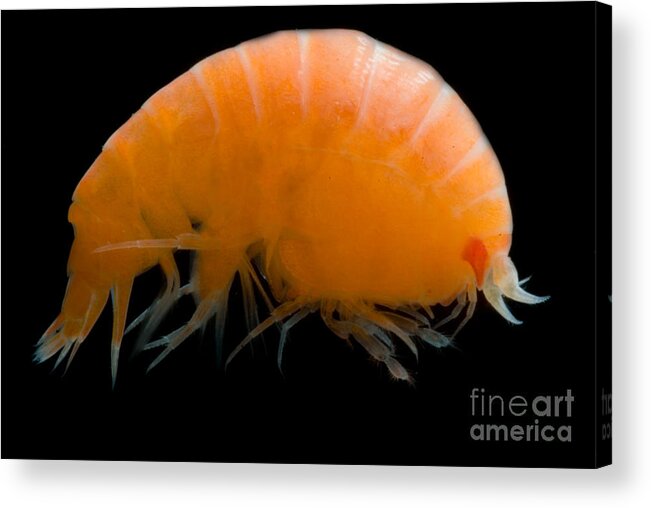 Paracallisoma Coecus Acrylic Print featuring the photograph Pelagic Amphipod #1 by Dant Fenolio