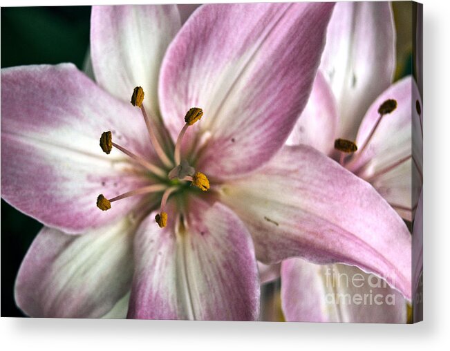 Agriculture Acrylic Print featuring the digital art Pink Asiatic Lily #1 by Danielle Summa
