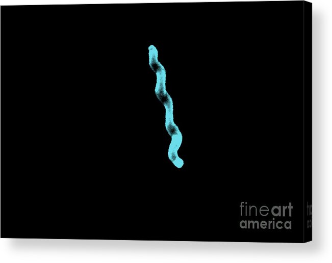 All Use Acrylic Print featuring the photograph Campylobacter Jejuni #2 by Science Source