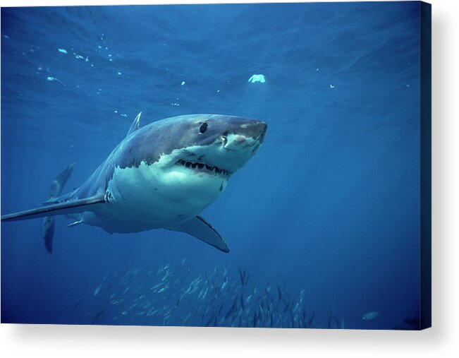 Mp Acrylic Print featuring the photograph Great White Shark Carcharodon #2 by Mike Parry