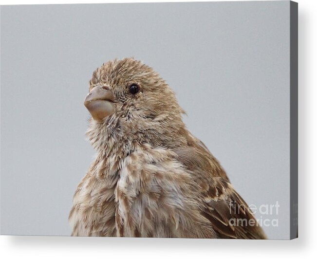 Birds Acrylic Print featuring the photograph House Finch #23 by Lori Tordsen