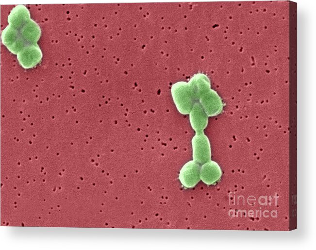 Science Acrylic Print featuring the photograph Acinetobacter Baumannii Bacteria, Sem #3 by Science Source