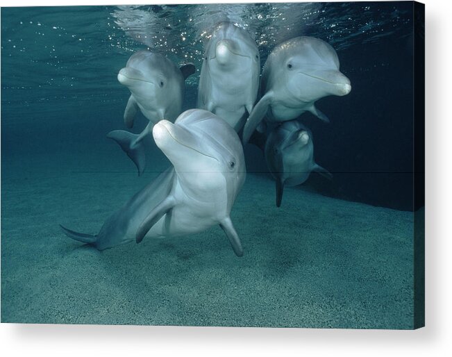 00087619 Acrylic Print featuring the photograph Bottlenose Dolphin Underwater Pair #3 by Flip Nicklin