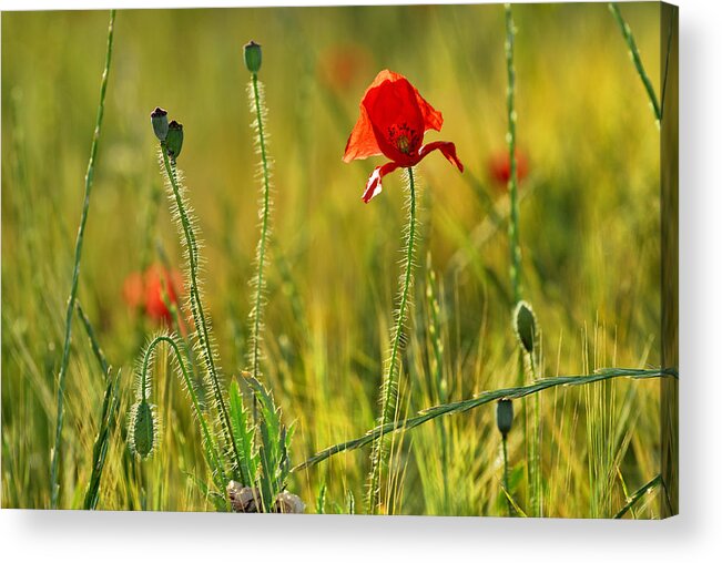  Poppy Acrylic Print featuring the photograph Poppies #3 by Guido Montanes Castillo