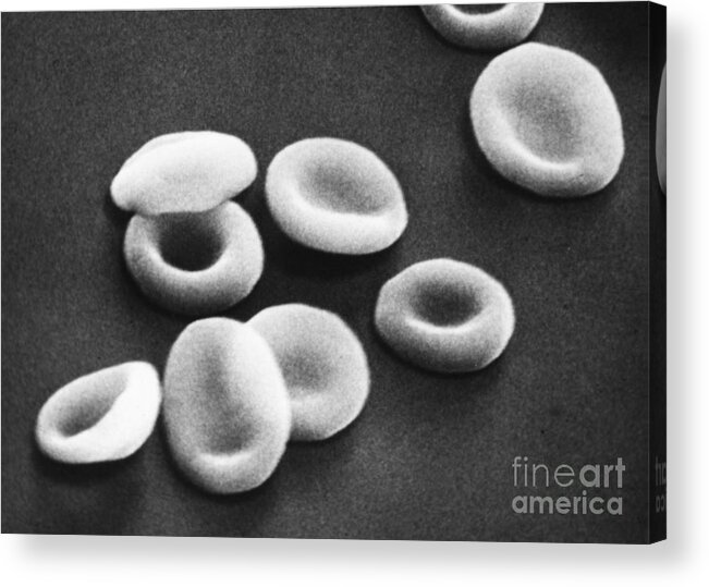 Sem Acrylic Print featuring the photograph Red Blood Cells, Sem #8 by Omikron