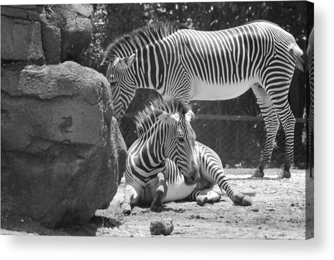 Animal Acrylic Print featuring the photograph ZEBRAS in BLACK AND WHITE #9 by Rob Hans