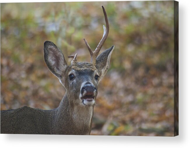 Whitetail Acrylic Print featuring the photograph A Little Unbalanced by Michael Peychich