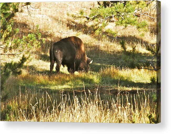 Bison Acrylic Print featuring the photograph A lone Bison in Yellowstone 9467 by Michael Peychich