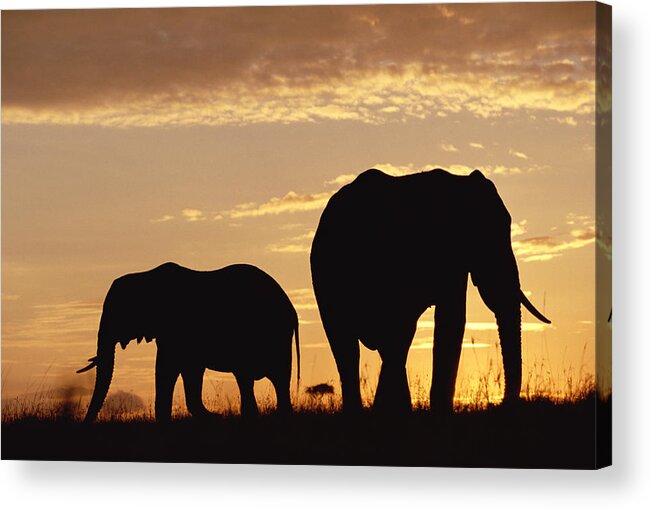 00172034 Acrylic Print featuring the photograph African Elephant Mother And Calf by Tim Fitzharris