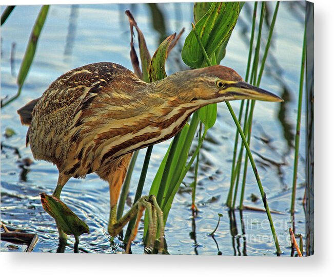 Bittern Acrylic Print featuring the photograph American Bittern by Larry Nieland