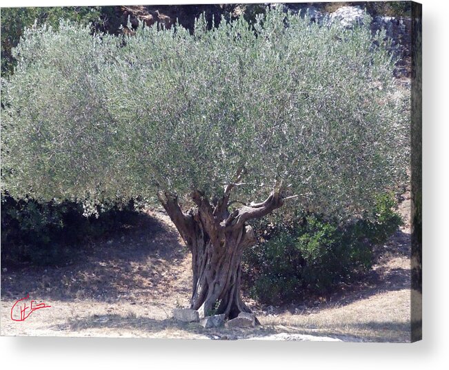 Colette Acrylic Print featuring the photograph Ancient Old Olive Tree in South France by Colette V Hera Guggenheim