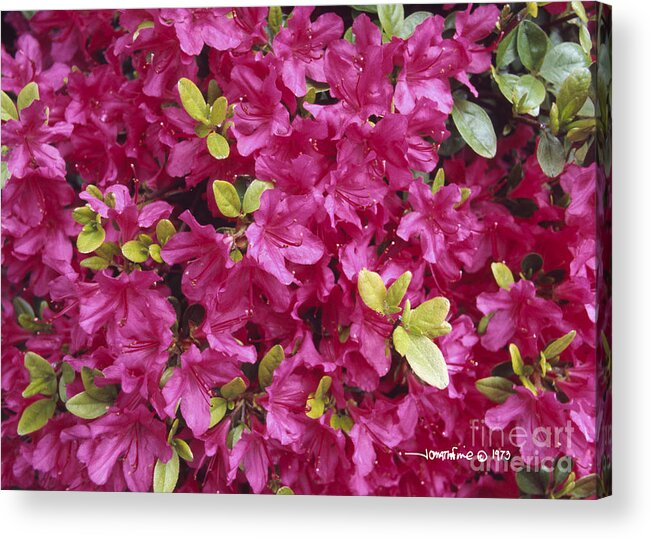 Flowers Acrylic Print featuring the photograph Azales1 by Jonathan Fine