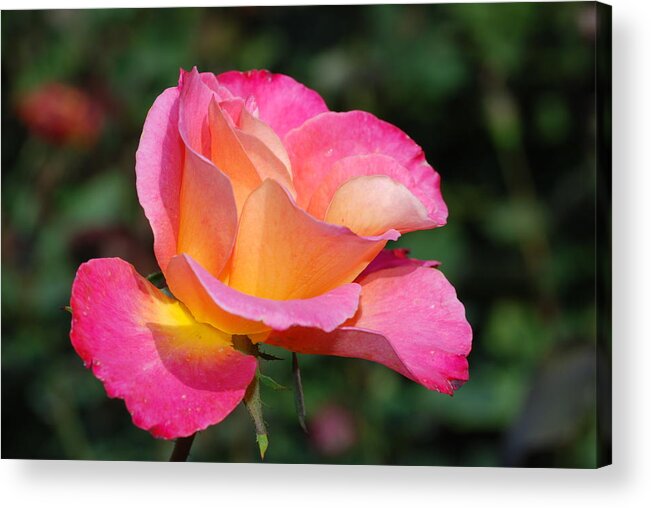 Baby Rose Acrylic Print featuring the painting Baby Rose by Don Wright