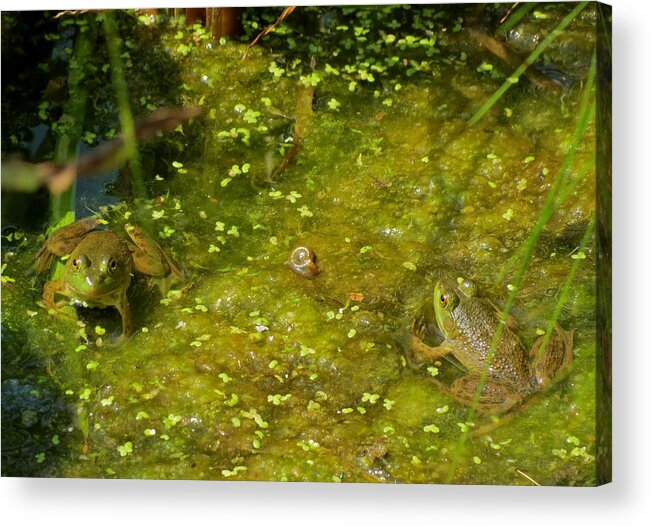 Frog Acrylic Print featuring the photograph Back and Forth by Azthet Photography