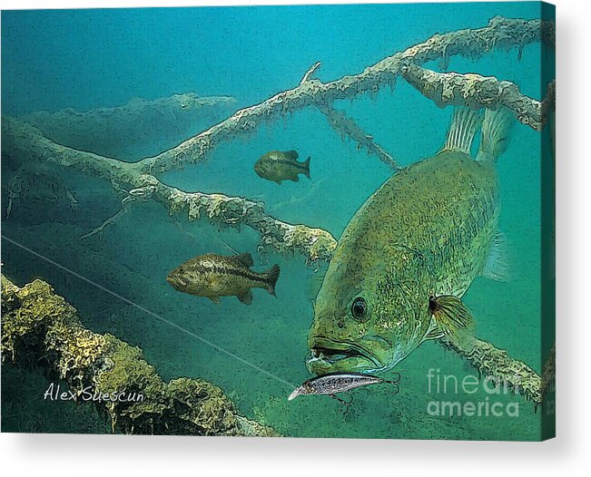 Bass Acrylic Print featuring the painting Bass Ambush by Alex Suescun