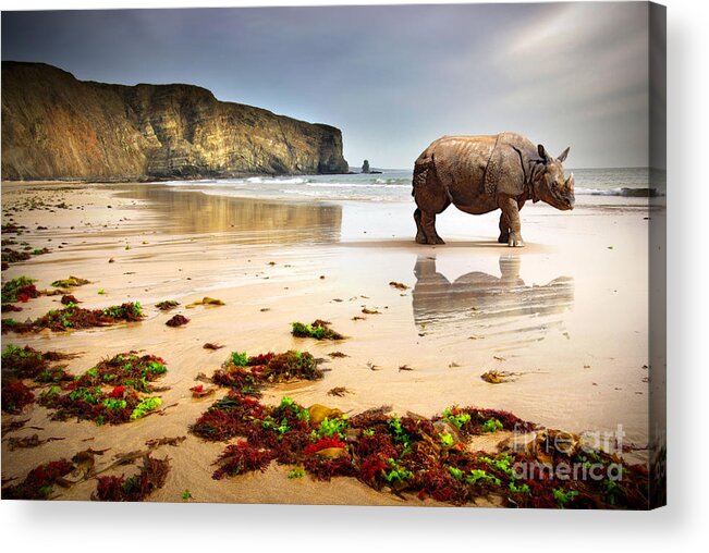 Africa Acrylic Print featuring the photograph Beach Rhino by Carlos Caetano