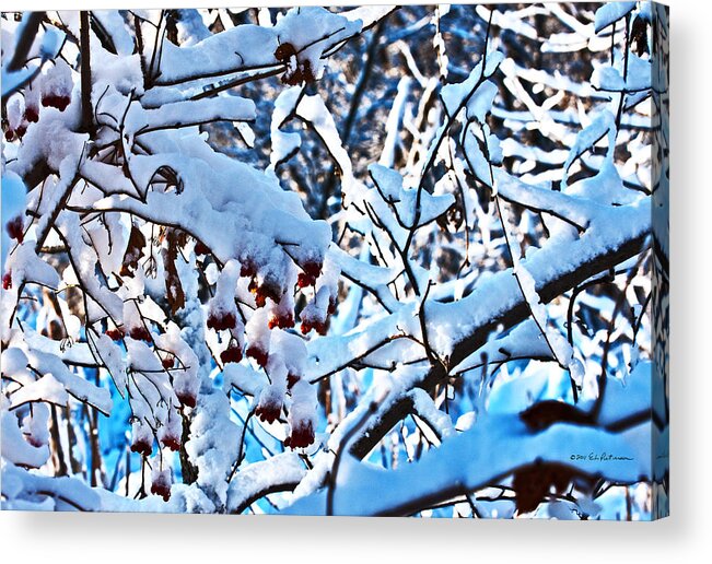 Heron Haven Acrylic Print featuring the photograph Berries On Ice by Ed Peterson