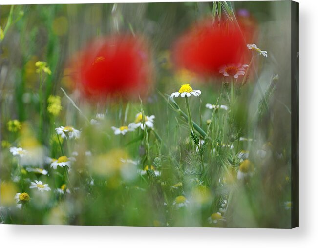 Poppy Acrylic Print featuring the photograph Between red by Guido Montanes Castillo