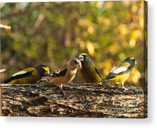Grosbeaks Acrylic Print featuring the photograph Birds of Yellow by Cheryl Baxter