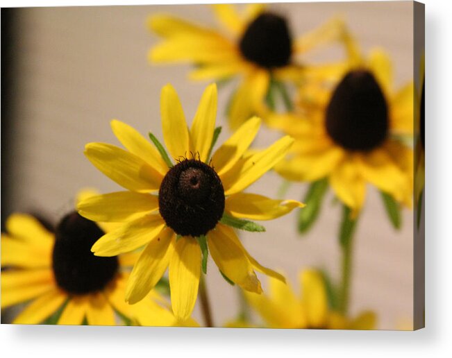 Blackeye Susan Acrylic Print featuring the photograph Black eye Susan by Debra Martelli