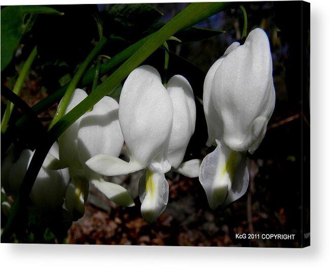 White Acrylic Print featuring the photograph Bleeding Hearts by Kim Galluzzo