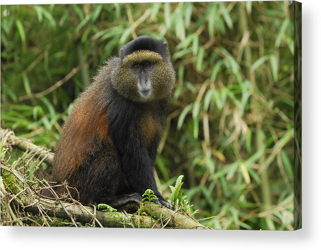 00785706 Acrylic Print featuring the photograph Blue Monkey in Volcanoes Nat'l Park by Thomas Marent