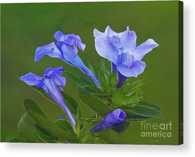 Flowers Acrylic Print featuring the photograph Blue On Green by Deborah Benoit