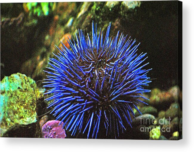 Salt Water Acrylic Print featuring the photograph Blue sea urchin 2 by Frank Larkin