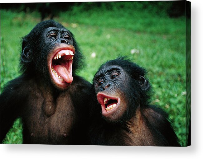 Mp Acrylic Print featuring the photograph Bonobo Pan Paniscus Juvenile Pair by Cyril Ruoso