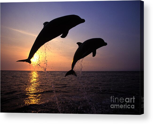Cetacean Acrylic Print featuring the photograph Bottlenose Dolphins by Francois Gohier and Photo Researchers