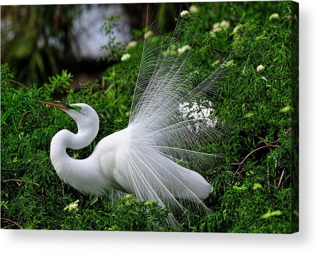 Great White Egret Acrylic Print featuring the photograph Brilliant Feathers by Bill Dodsworth
