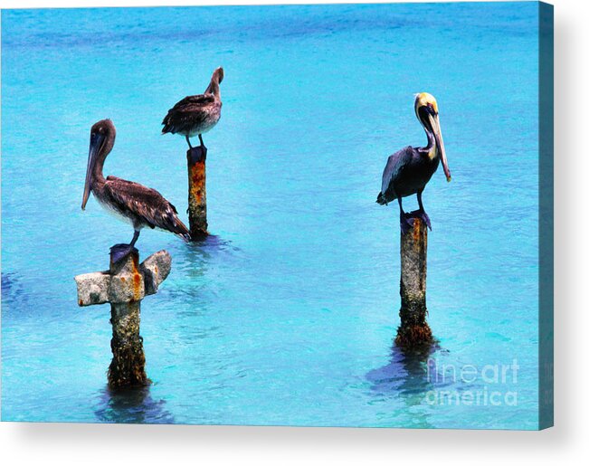 Brown Pelicans Acrylic Print featuring the photograph Brown Pelicans in Aruba by Thomas R Fletcher