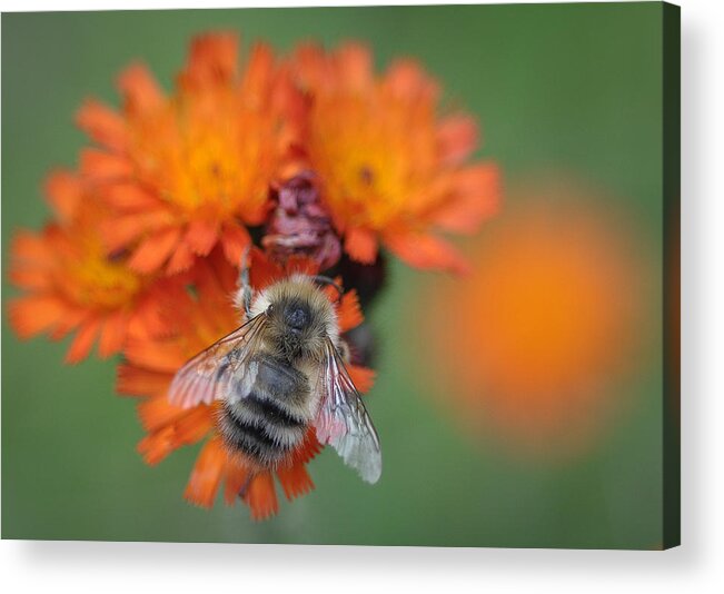 Orange Hawkweed Acrylic Print featuring the photograph Bumblebee and Orange Hawkweed by Ronda Broatch