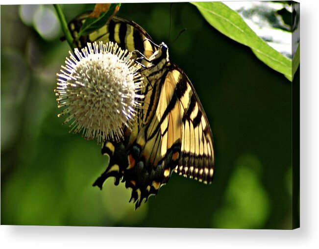 Butterfly Acrylic Print featuring the photograph Butterfly 2 by Joe Faherty