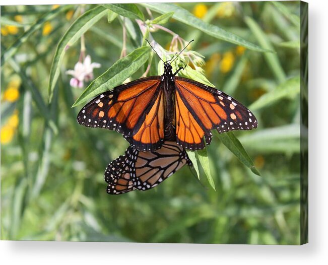 Butterfly Acrylic Print featuring the photograph Butterfly by Jeanne Andrews