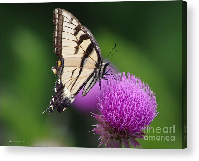 Butterfly Acrylic Print featuring the photograph Butterfly Thistle 1 by Tannis Baldwin