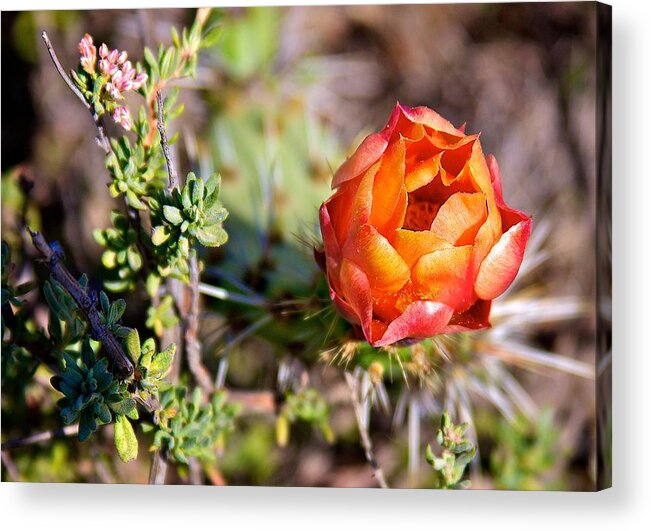 Flower Acrylic Print featuring the photograph Cactus Bloom by Joseph Urbaszewski