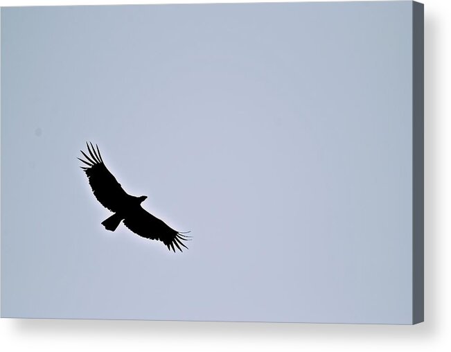 California Condor Acrylic Print featuring the photograph California Condor by Eric Tressler