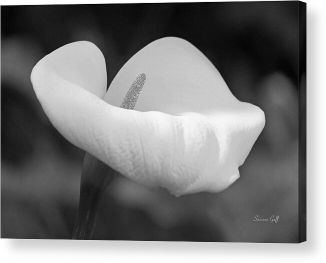 Black And White Acrylic Print featuring the photograph Calla Lily in Black and White by Suzanne Gaff