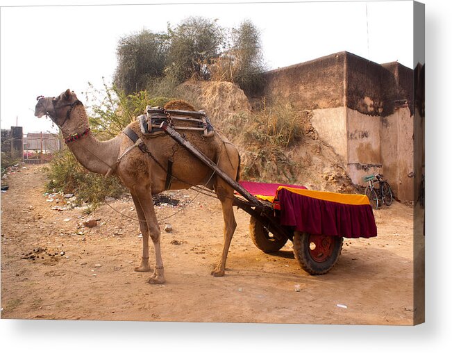 Ship Of The Desert Acrylic Print featuring the photograph Camel yoked to a decorated cart meant for carrying passengers in India by Ashish Agarwal