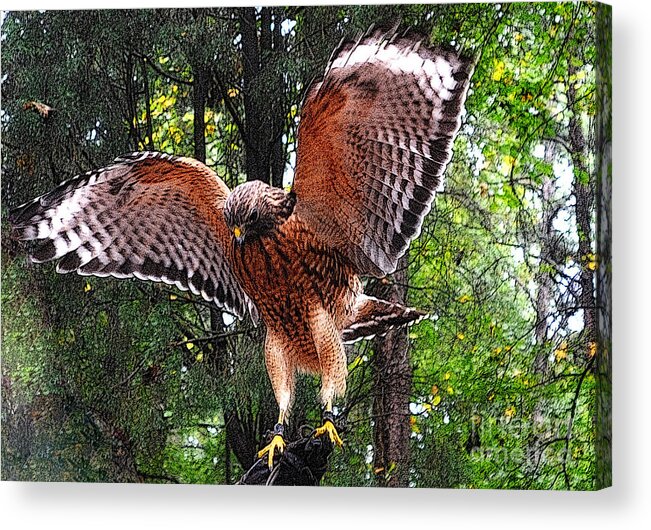 Red -tailed Hawk Acrylic Print featuring the photograph Captivity by Lydia Holly