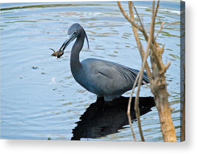 Wes Blanton Acrylic Print featuring the photograph Carrying Dinner by Teresa Blanton