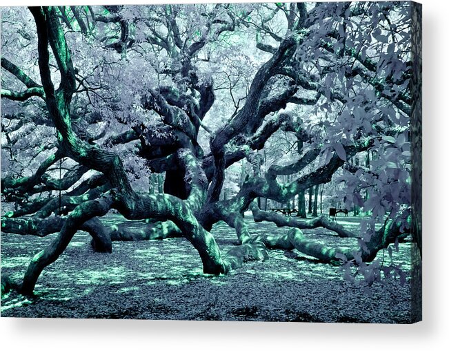 South Carolina Acrylic Print featuring the photograph Charleston's Angel Oak Tree IR by Louis Dallara