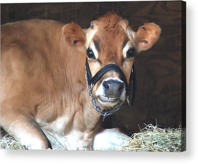 Cow.jersey Cow.moo.face.cheese.smile.ears.barn.hay.eyes.chain.wood.greeting Card.card.funny Acrylic Print featuring the photograph Cheese by Kathy Gibbons