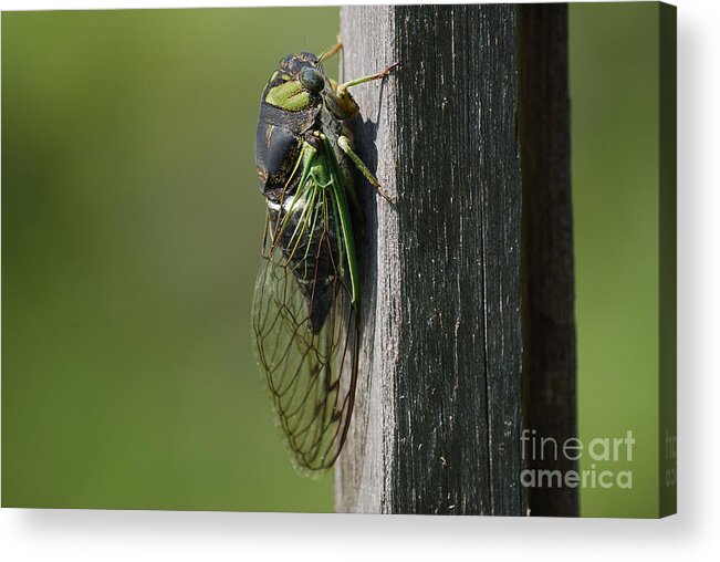 Insects Acrylic Print featuring the photograph Cicada by Randy Bodkins