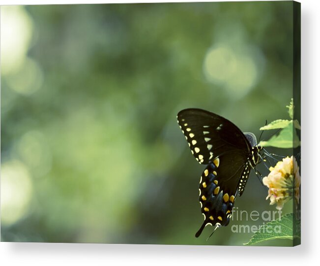 Texas Butterflies Acrylic Print featuring the mixed media Circle Light Beams by Kim Henderson