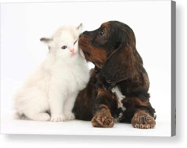 Animal Acrylic Print featuring the photograph Cockapoo Pup And Ragdoll-cross Kitten by Mark Taylor