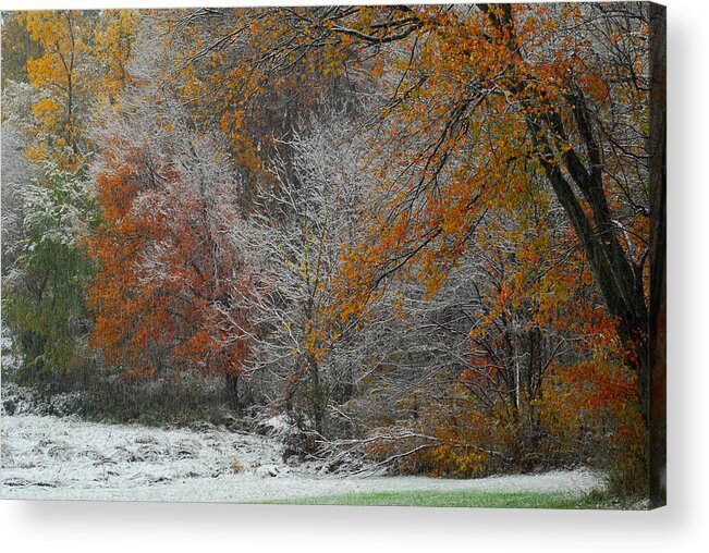 Fall Leaves Acrylic Print featuring the photograph Color Caught in the Snow by Gregory Blank