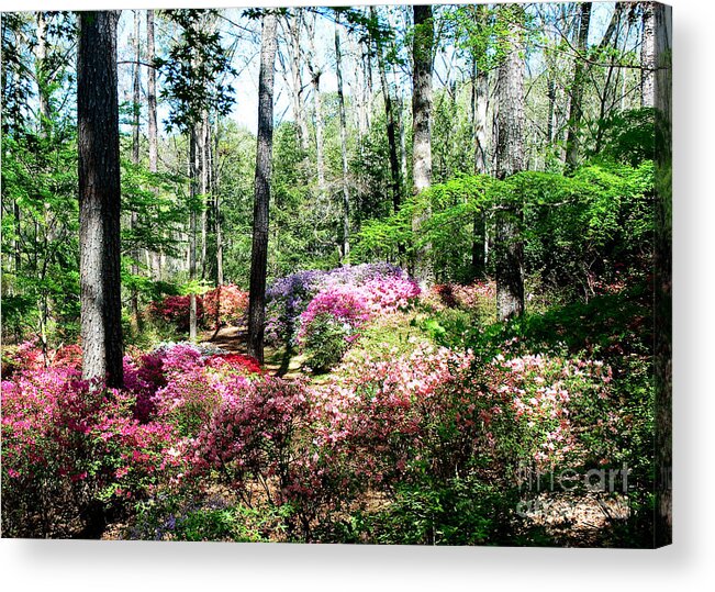 Azalea Acrylic Print featuring the photograph Colorful Azalea Garden by Shijun Munns