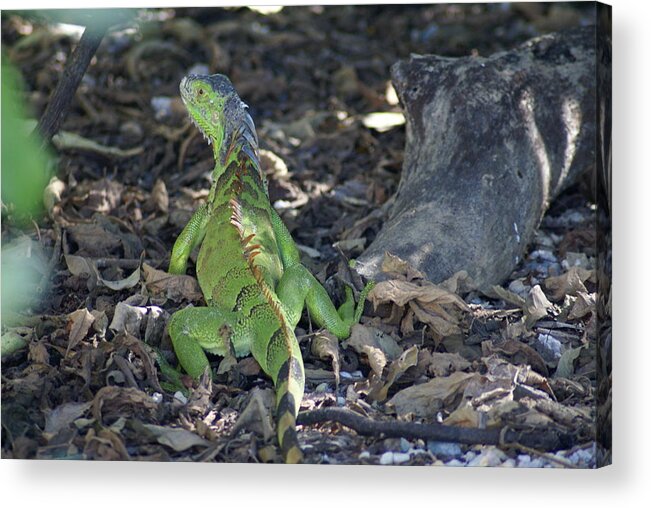 Reptile Acrylic Print featuring the photograph Colorful Reptile by Jerry Cahill